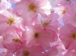 flowers.png
